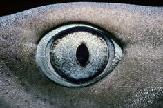 an animal's eye is shown in this close up photo