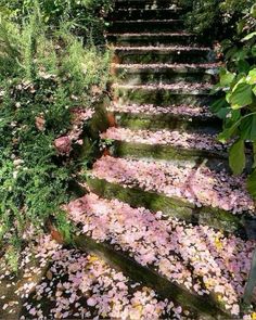 the steps are covered with pink flowers and leaves