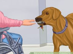 a person in a wheel chair petting a brown dog's nose with the help of a hand