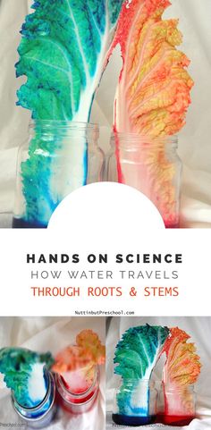 three jars filled with different colored leaves and text that reads hands on science how water travels through roots & stems