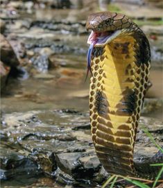 a snake with it's mouth open and its tongue hanging out in the water