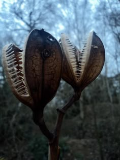 a close up of a flower on a tweex screen with the caption cardiorium gigtiantum seed pods ev tray