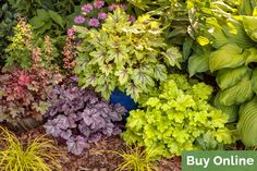 many different types of plants growing in the ground next to each other, some with purple and green leaves