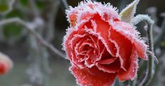 a red rose with frost on it's petals