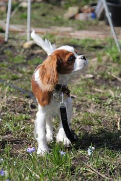 a small brown and white dog standing on top of a grass covered field