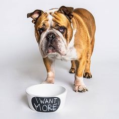 a brown and white dog standing next to a bowl with i want more written on it