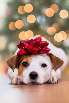 a small dog with a red bow on its head laying next to a christmas tree