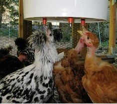 two chickens standing next to each other under a lamp