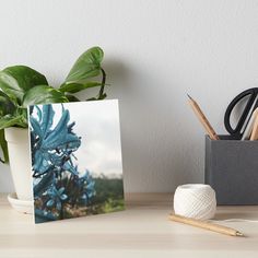 a plant with blue flowers on it sitting next to a white ball of yarn art board print