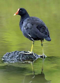 a black bird standing on top of a rock in the water with its legs spread out