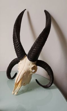 an animal skull with large horns on top of a glass table