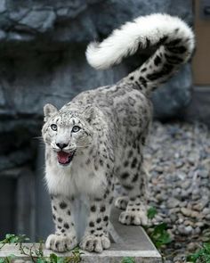 a snow leopard standing on top of a stone slab