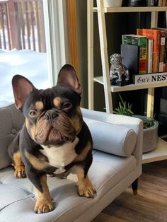 a small dog sitting on top of a couch in front of a book shelf filled with books