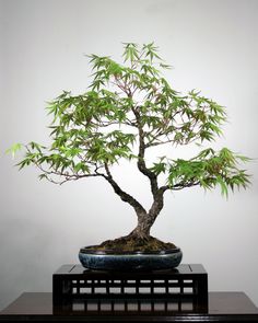 a bonsai tree sitting on top of a wooden table next to a white wall