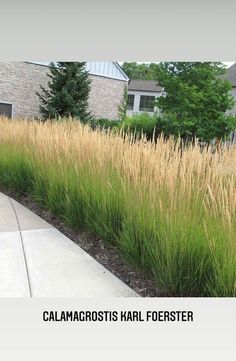 tall grass in front of a brick building with trees and bushes around the perimeter area