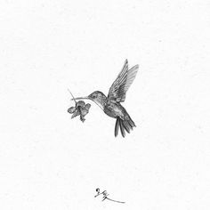 a black and white drawing of a hummingbird flying