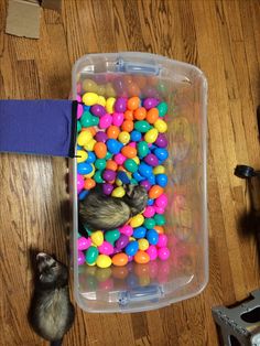 a plastic container filled with lots of colorful balls next to a small black and white cat