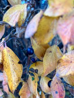 some leaves and berries on a tree branch with blueberries in the middle one is yellow