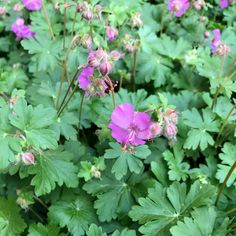 purple flowers are blooming among green leaves