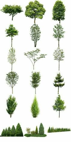 various types of trees and shrubs on a white background