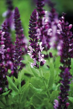 purple flowers with green leaves in the background