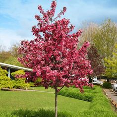 a tree with pink flowers in the middle of a green lawn and some cars parked on the side of the road