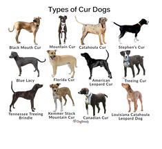 different types of dogs are shown in this image