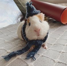 a hamster wearing a knitted hat and scarf on top of a carpeted floor