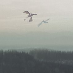 two birds flying in the sky over trees