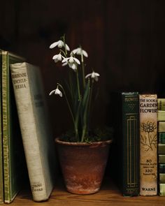 a potted plant sitting on top of a wooden table next to books