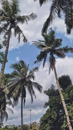 several tall palm trees in front of a cloudy blue sky