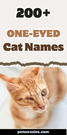 an orange cat with the words, 200 + one - eyed cat names