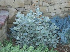 a small plant with green leaves in front of a stone wall and blue plants on the ground