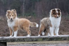 two brown and white dogs standing next to each other on a wooden platform in front of trees