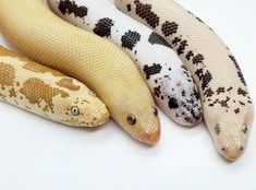 three different types of snakes on a white surface with one snake looking at the camera