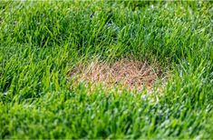 the grass is green and brown with little patches of dirt on it's surface