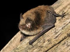 a small bat sitting on top of a tree branch