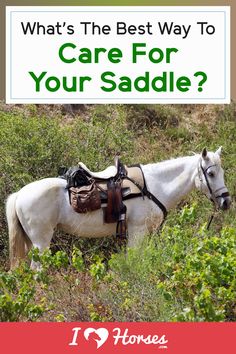 a white horse with saddle on it's back standing in tall grass and the words, what's the best way to care for your saddle?