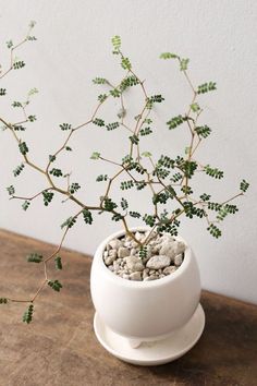 a small potted plant sitting on top of a wooden table