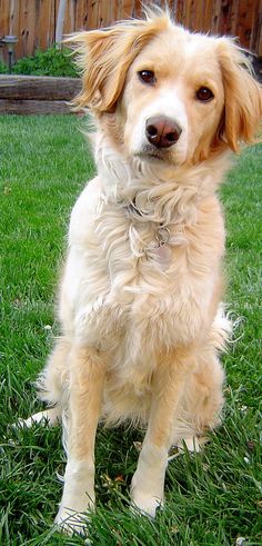 a brown and white dog sitting in the grass