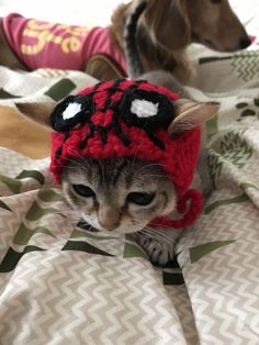 a cat wearing a red knitted hat on top of a bed next to a dog