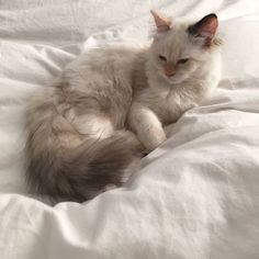 a white cat laying on top of a bed