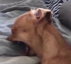 a small dog laying on top of a bed