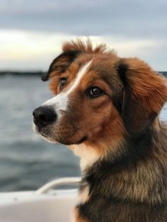 a brown and white dog sitting on top of a boat