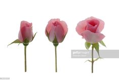 three pink roses with green stems in front of a white background stock - fotop