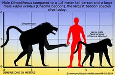 a diagram showing the size and proportion of different species of animals that live in an area