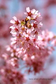 pink flowers are blooming on a tree branch