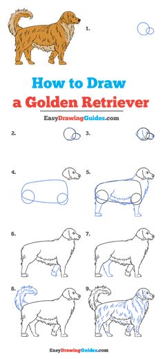 how to draw a golden retriever step by step instructions for children and beginners