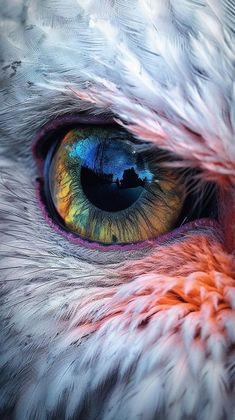 an owl's eye with colorful feathers on it