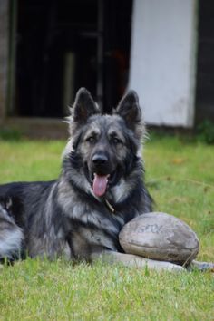 a dog laying in the grass next to a rock and a frisbee with it's tongue hanging out